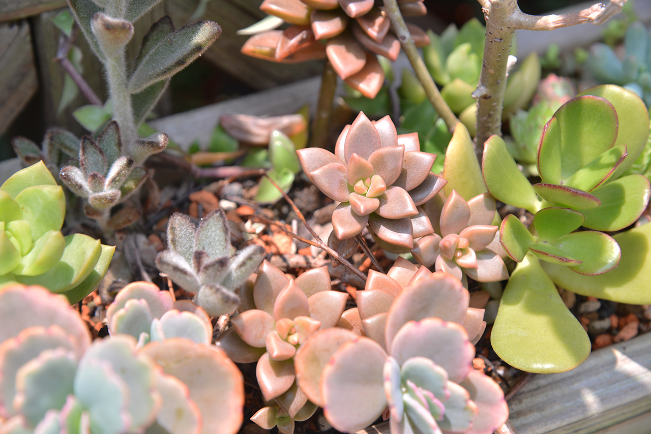 照顧多肉迷思：要曬太陽嗎？ 22DSC 2706