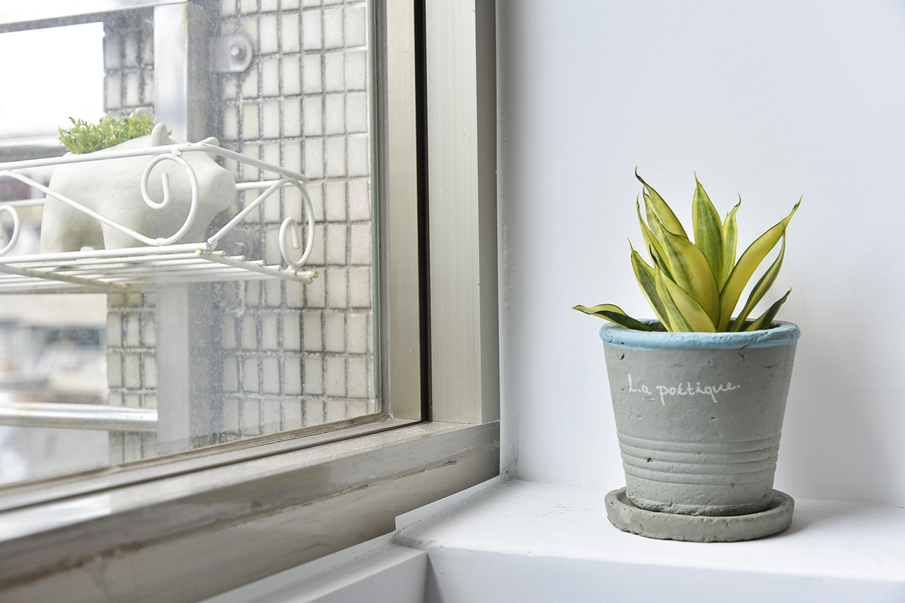 虎尾蘭 移盆後放窗邊散窗處