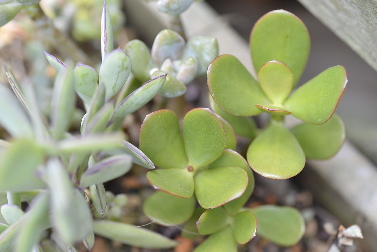發財樹種植於台北大安區的多肉牆上，紅色的邊緣與翠綠的頁面構成高雅的姿態