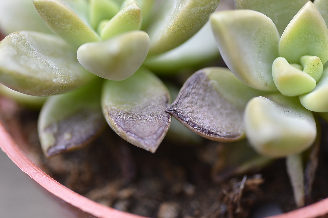 姬朧月 曬傷 葉子變黑