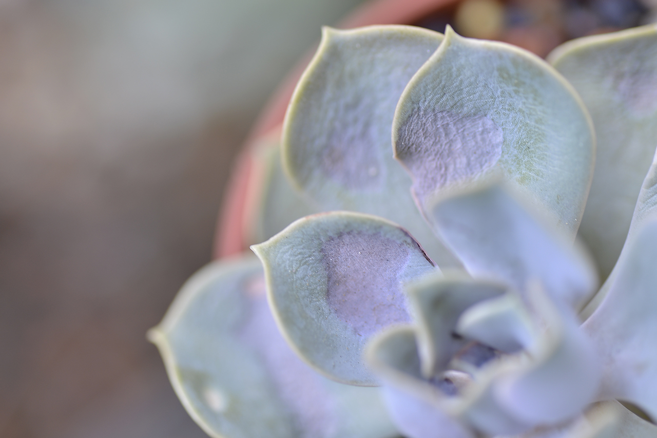 多肉曬傷 紐倫堡珍珠