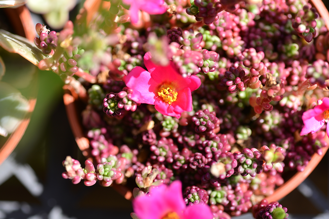 紫米飯 多肉 開花 