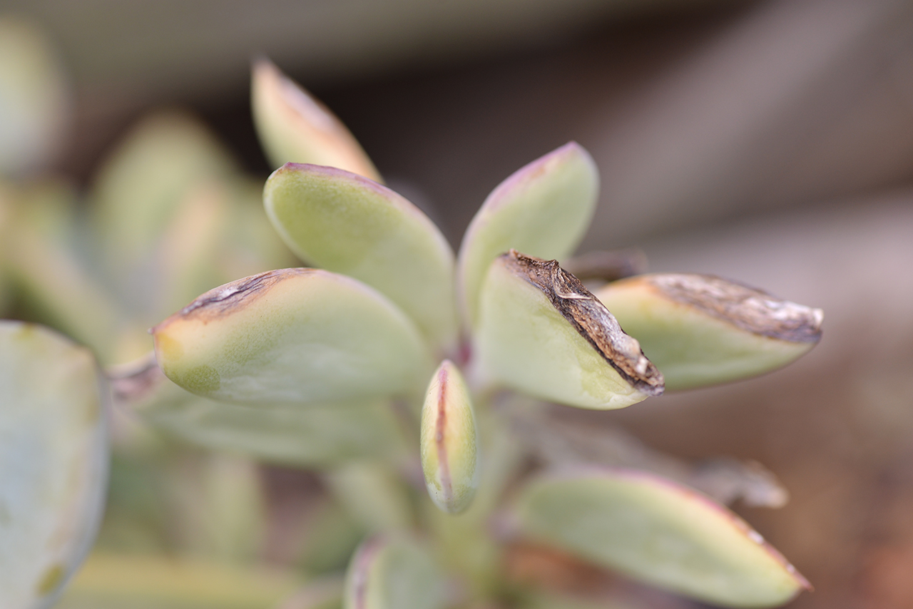 紫蠻刀 曬傷 葉子變黑