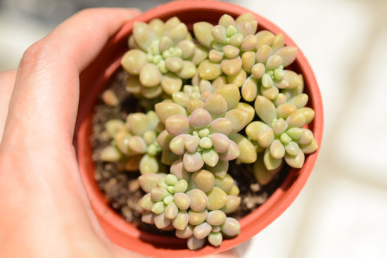 景天科多肉植物 2CYS 7511