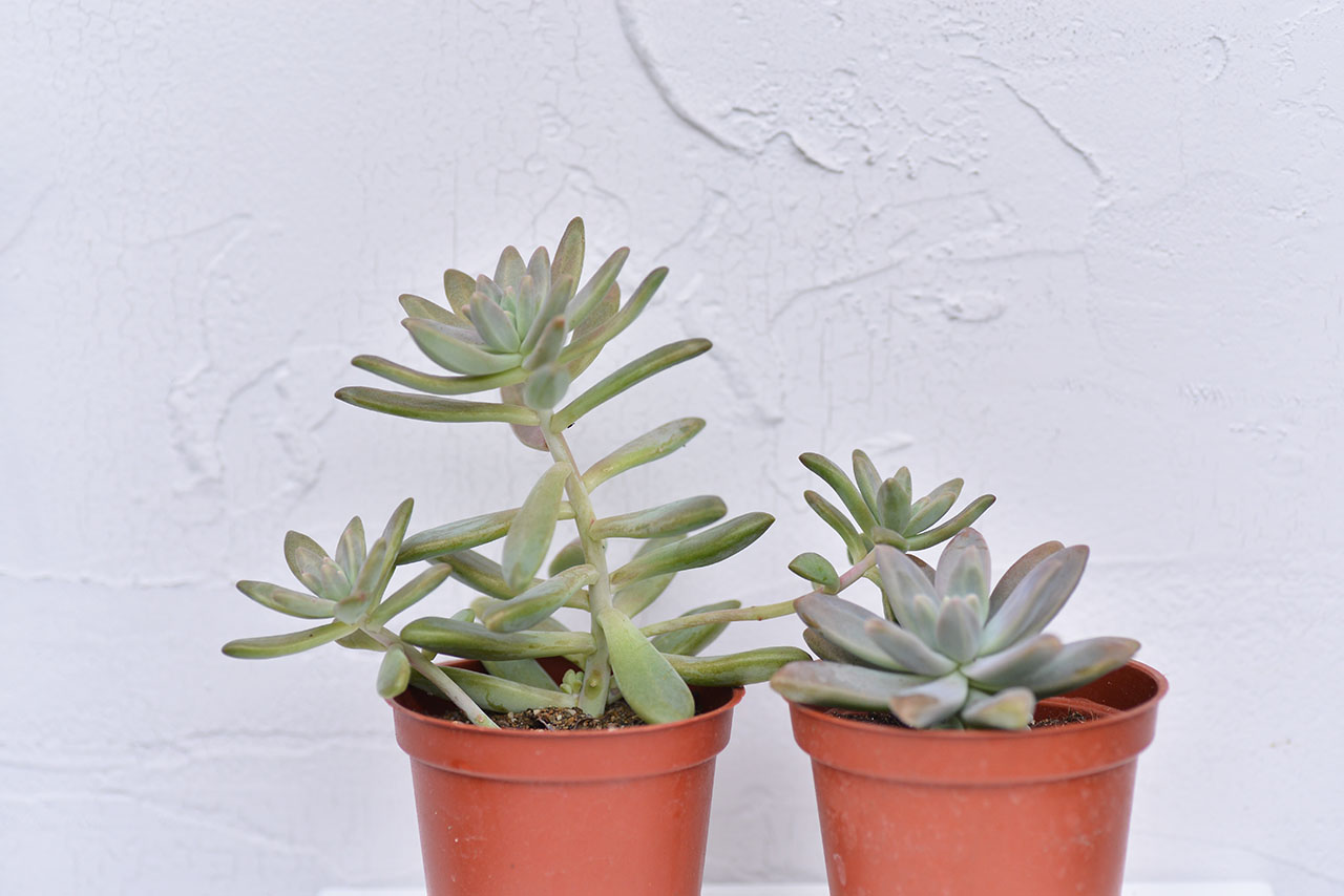 多肉植物 秋麗與朧月 徒長 塑膠盆 三寸