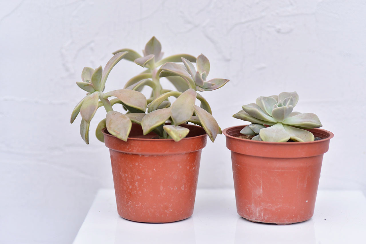 多肉植物 秋麗與朧月2 徒長