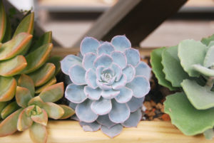 景天科多肉植物 2DSC 0853