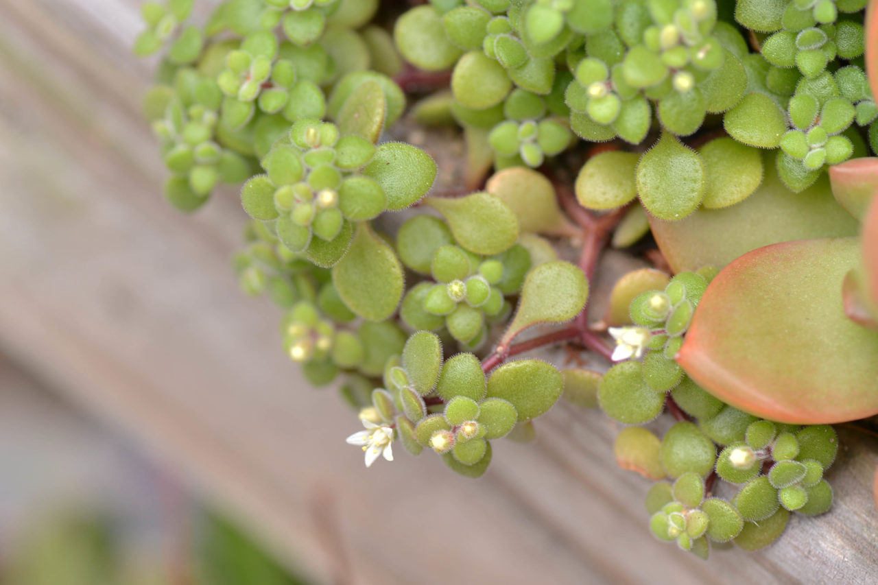 景天科多肉植物 2DSC 4376