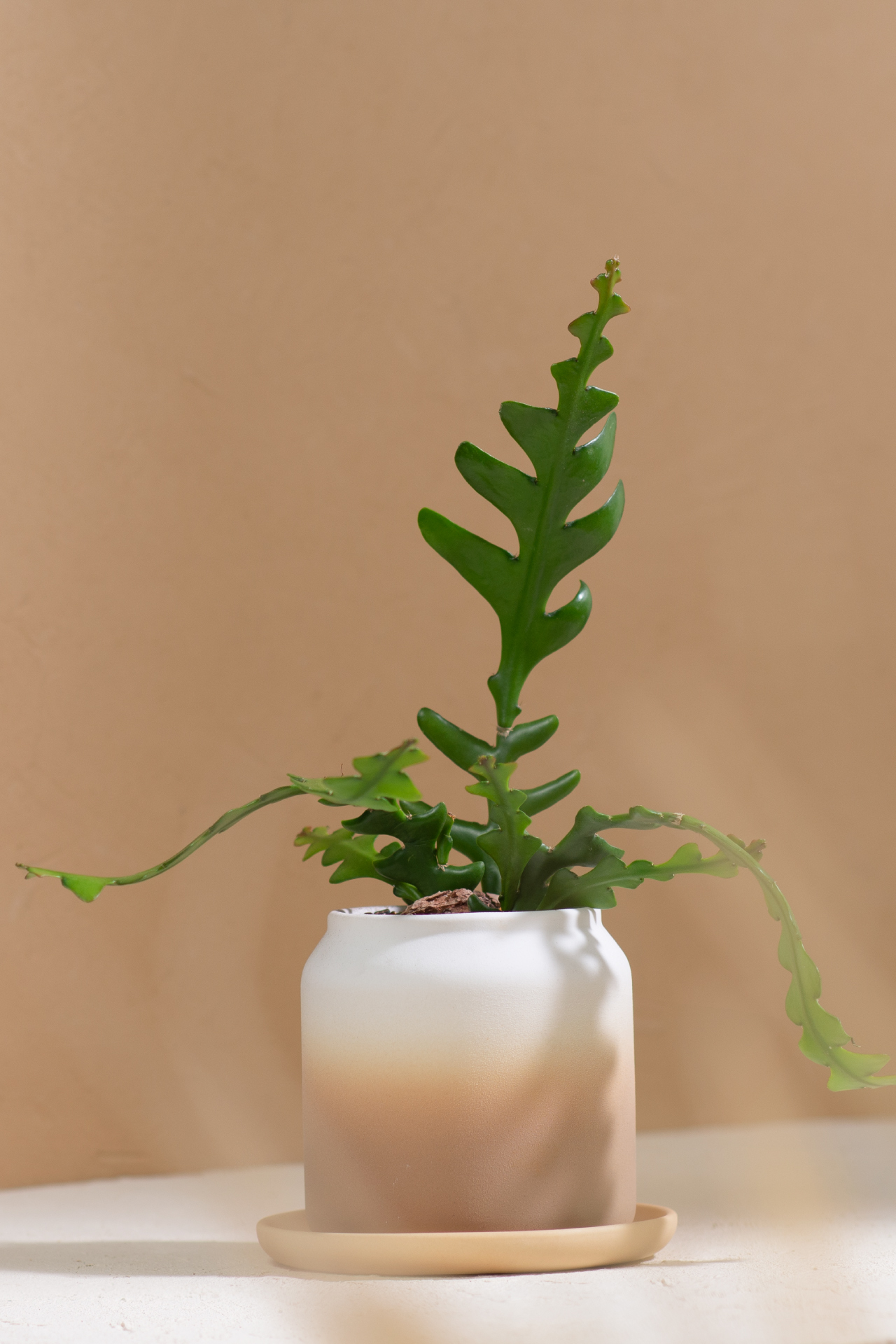 5 款細膩柔和的拿鐵色盆器，調和植物的中性色 5 款細膩柔和的拿鐵色盆器，調和植物的中性色3