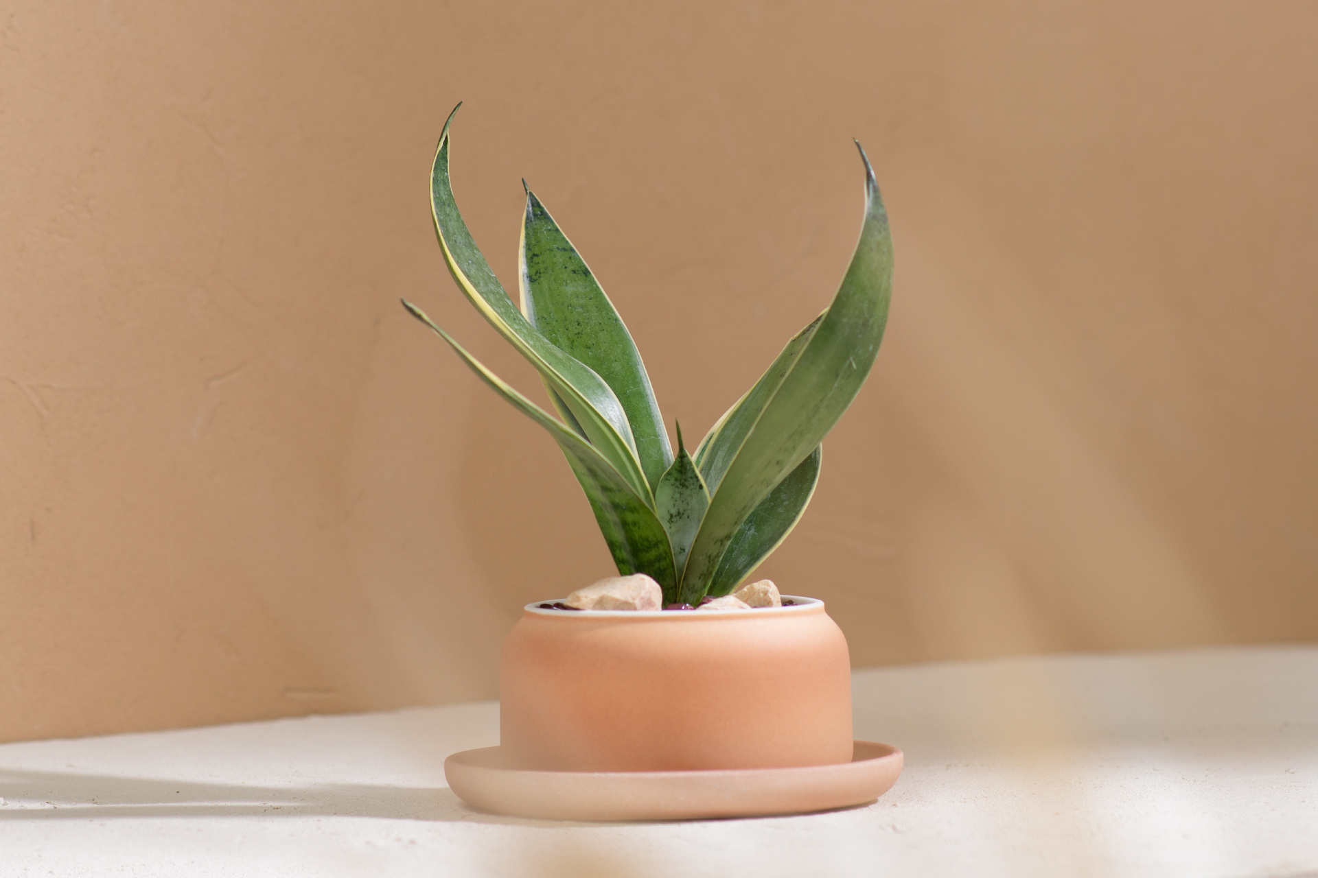 5 款細膩柔和的拿鐵色盆器，調和植物的中性色 5 款細膩柔和的拿鐵色盆器，調和植物的中性色4