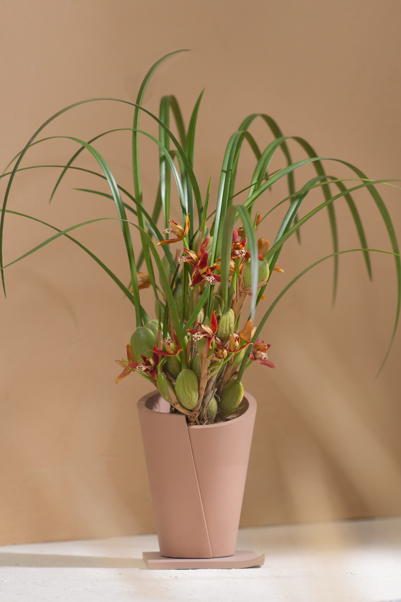 5 款細膩柔和的拿鐵色盆器，調和植物的中性色 5 款細膩柔和的拿鐵色盆器，調和植物的中性色6