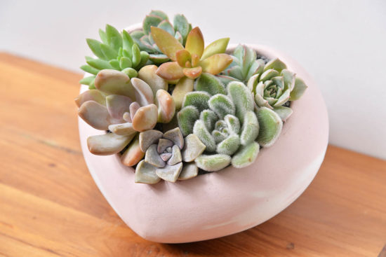 多肉愛心母親節盆栽