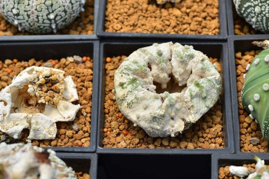 中心凹陷的超兜仙人掌