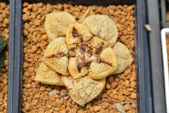 死掉的牡丹仙人掌