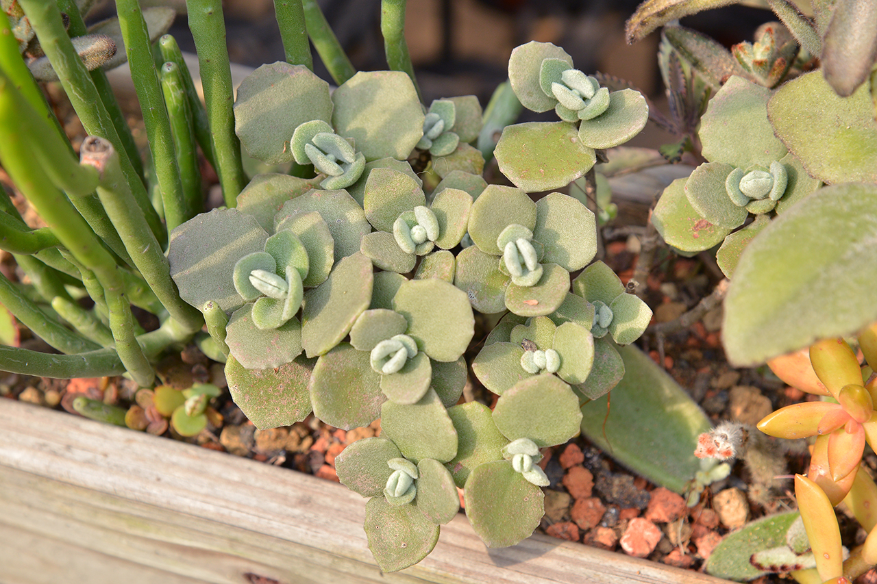 千兔耳露天養殖