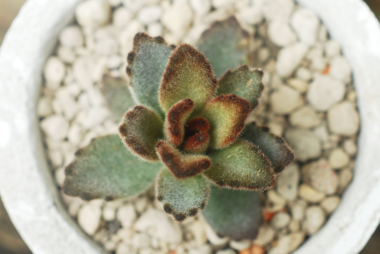 多肉植物 兔耳 變異