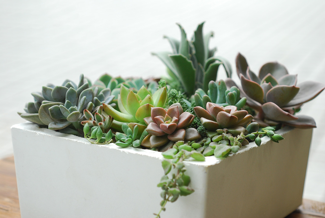 姬朧月 臥地延命草 黃麗 月之光