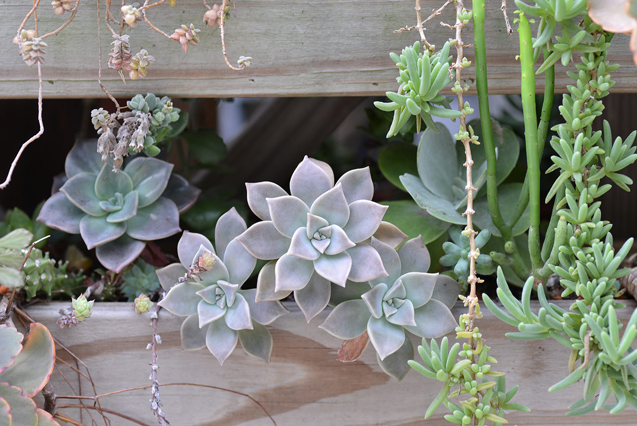景天科多肉植物 DSC 2727