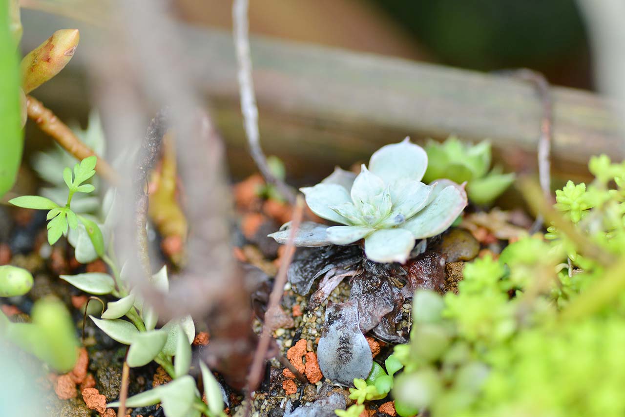 多肉 Q&A ：下雨過後要注意？ (黑腐病) DSC 5060