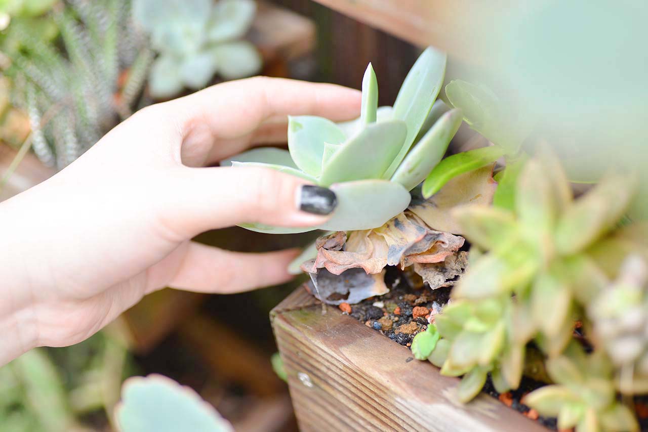 多肉 Q&A ：下雨過後要注意？ (黑腐病) DSC 5062