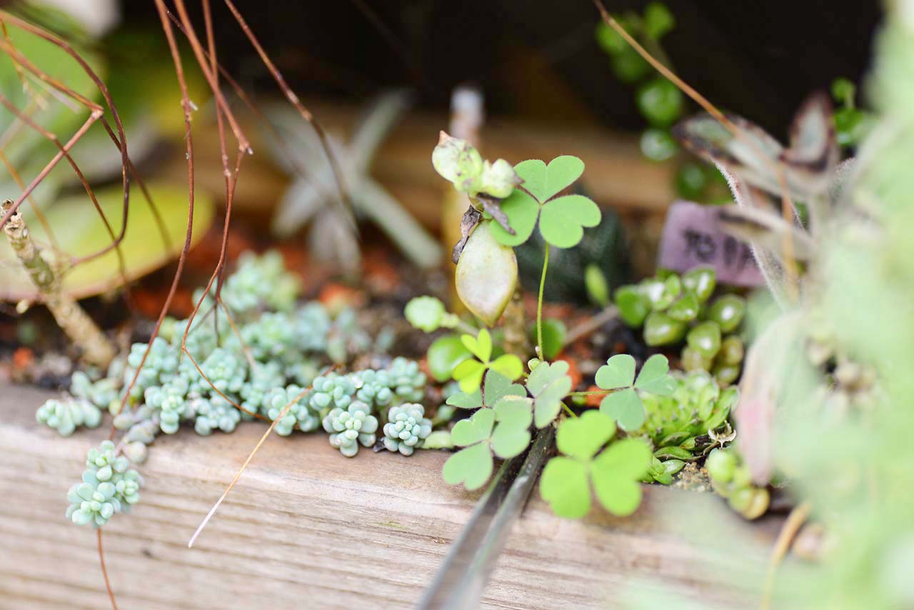 多肉 Q&A ：下雨過後要注意？ (黑腐病) DSC 5063