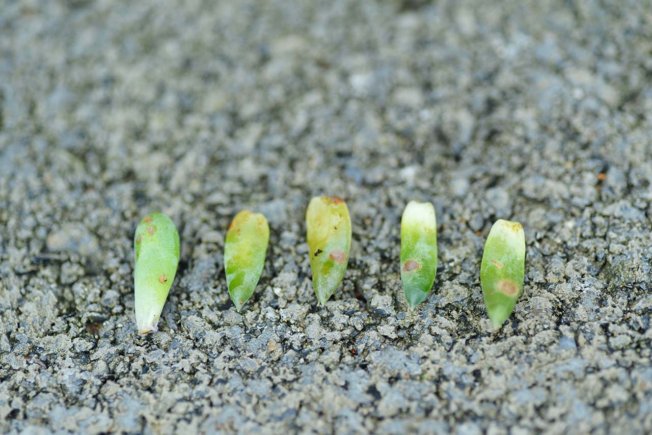 多肉 Q&A ：下雨過後要注意？ (黑腐病) DSC 5067