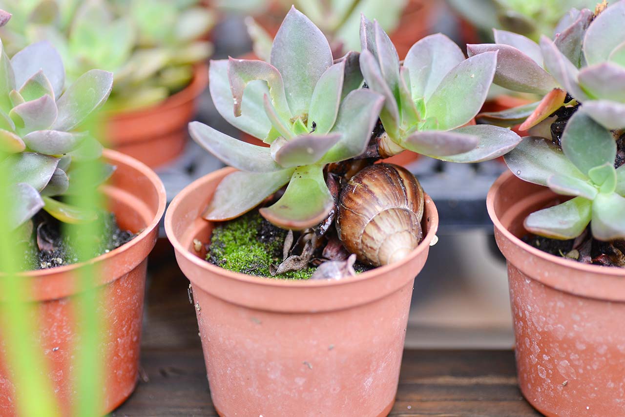 多肉 Q&A ：下雨過後要注意？ (黑腐病) DSC 5069