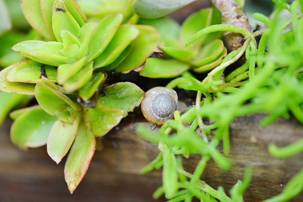 多肉 Q&A ：下雨過後要注意？ (黑腐病) DSC 5075