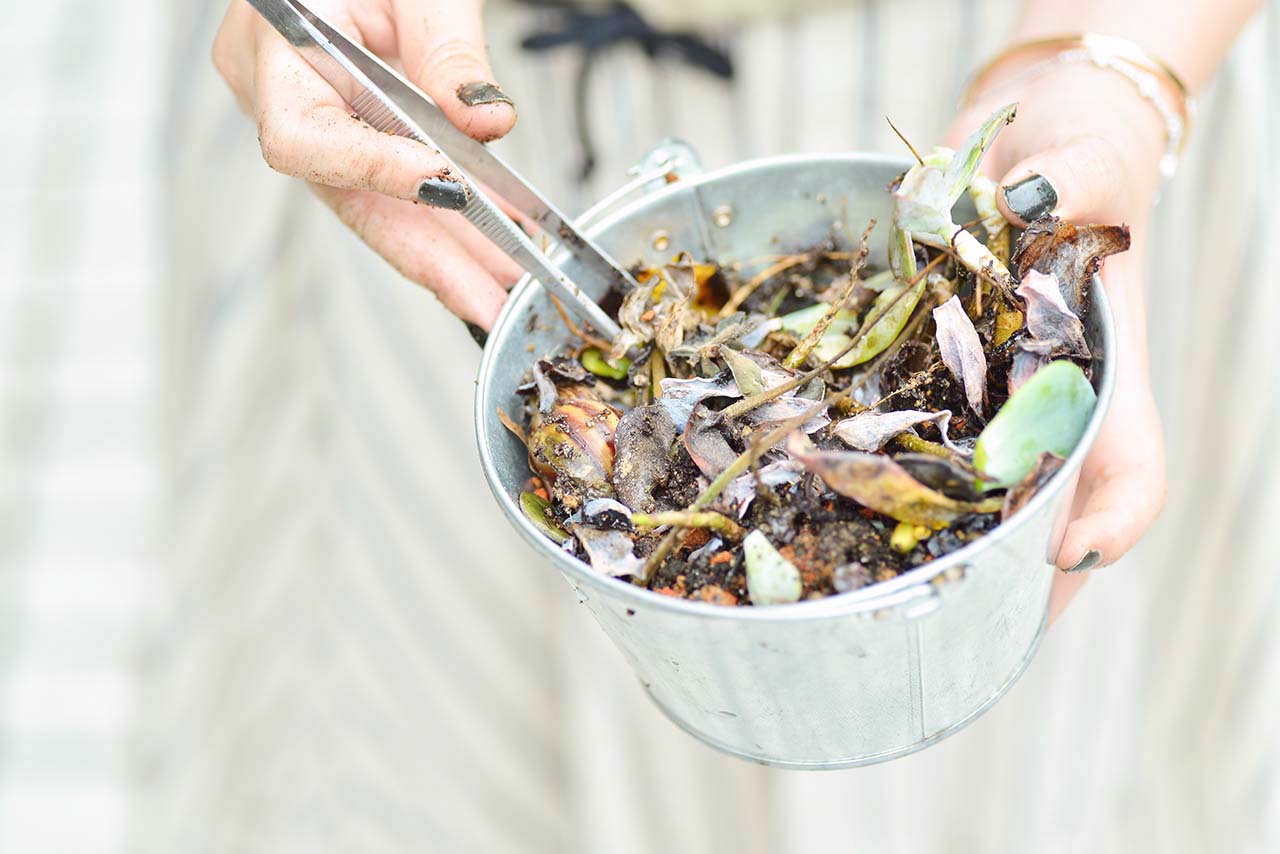 多肉 Q&A ：下雨過後要注意？ (黑腐病) DSC 5085