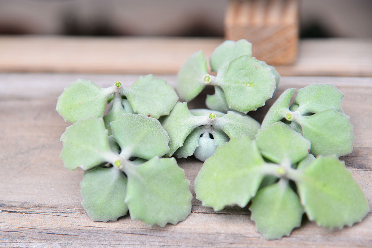 多肉Q&A：扦插/繁殖千兔耳 DSC 7464