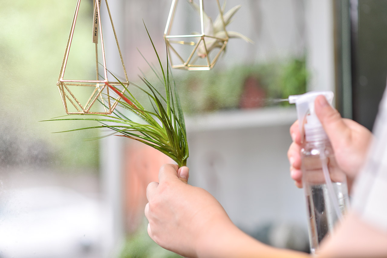 寵物友善植物推薦！ 嚴選 8 種綠意到家 DSC 9916