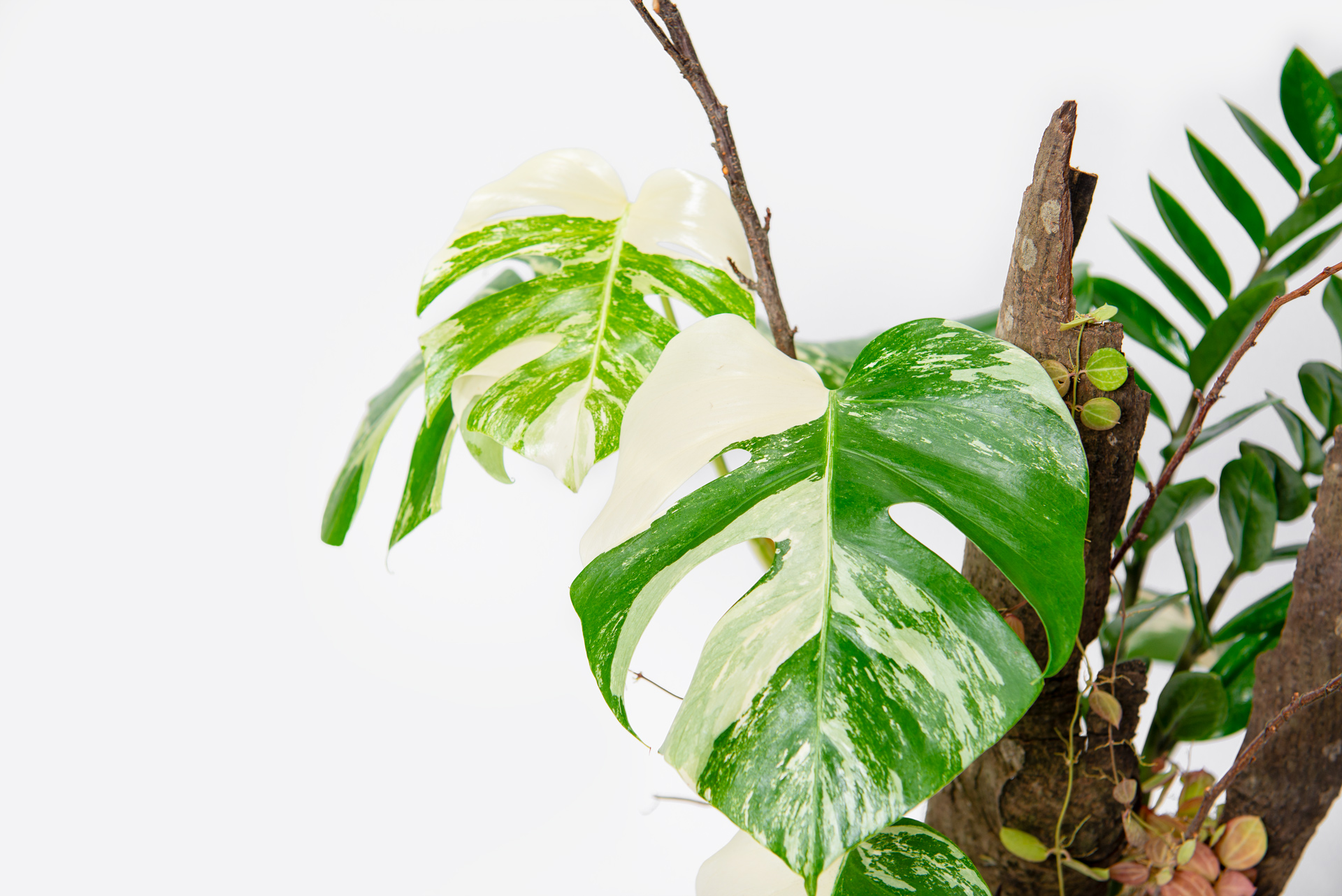 NMZ_中白盆-觀葉組合白斑龜背芋盆栽送禮-葉片特寫