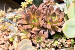 黑王子 多肉植物 景天科