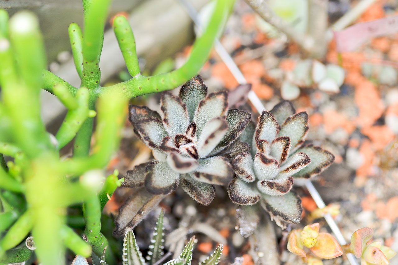 黑兔耳 姬兔耳 多肉