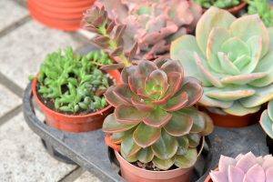 巧克力方磚，景天科擬石蓮屬 Echeveria Melaco