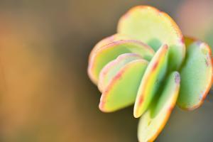 景天科多肉植物 wedo 白姬之舞 01