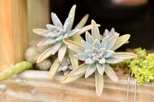 缺水的多肉植物