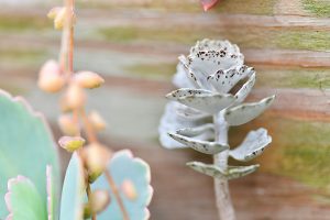 多肉植物雀扇攝影