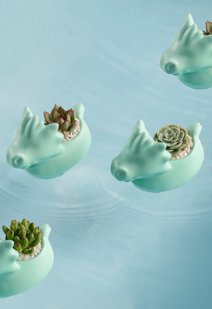 2025端午禮盒綠舟金運-龍舟盆介紹&植物選用