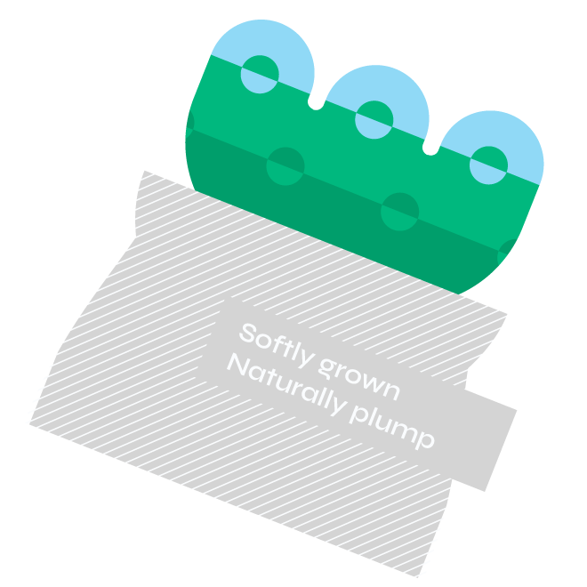 2026 端午禮盒 夏粽點 2026 dragon plant 3